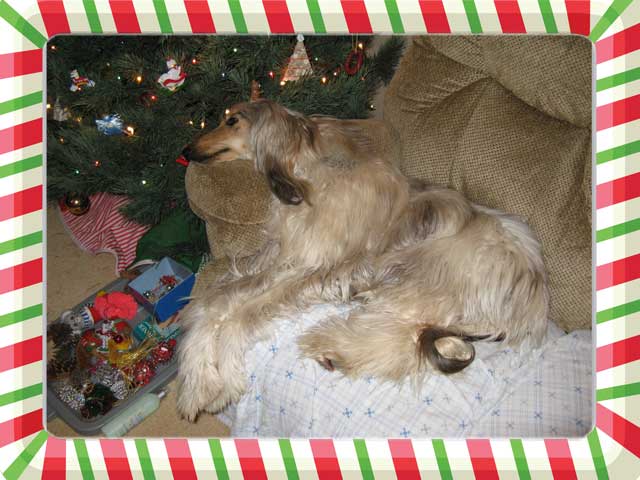 Waiting-up-for-Santa.jpg